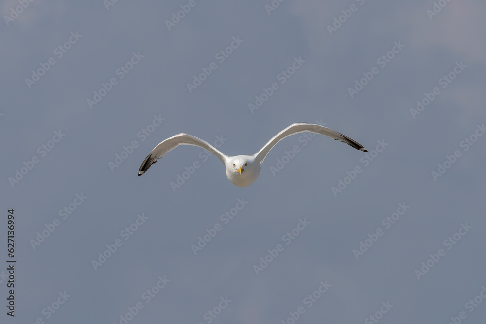 Canvas Prints Photo of an attacking Herring Gull defending its young on the nest.