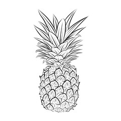 pineapple line art