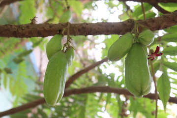 Averrhoa bilimbi on tree for harvest