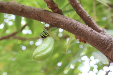 Averrhoa bilimbi on tree for harvest
