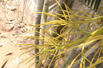 Areca Palm plant on garden