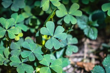 Fototapeta na wymiar Natural plant clover is a symbol of luck and a symbol of St. Patrick's holiday in Ireland