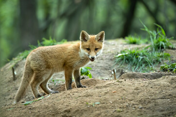 Obraz premium Cute young red fox in the forest ( Vulpes vulpes )