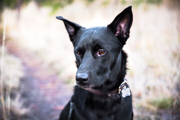 Dog With Upright Ears