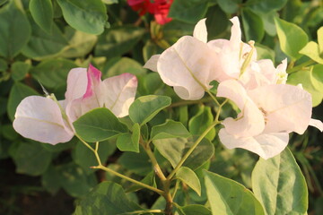 Bougainvillea spectabilis flower plant on nursery