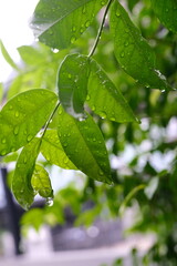 rain drops on leaves