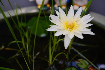 white lotus flower