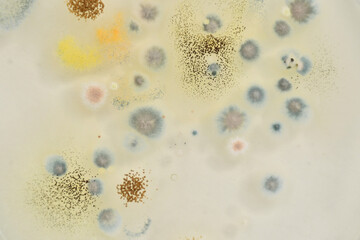 Yeast and Mould Test. biodiversity. Microbiology. Colony morphology of Yeast and mould. Fungal colony morphology. Fungal growth in DG18. Dichloran Glycerol media. Incubated plates. Fungi. Microbia