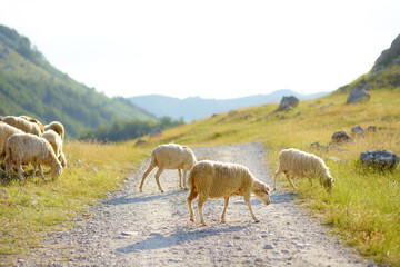 Herd of sheeps with tags on ears are grazing on pasture in a mountain valley. Wool and food production. Growing livestock is a traditional direction of agriculture.