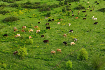 Aerial drone view of free grazing cows on a natural pastureland in a Europe. Dairy farm. Growing livestock. Cattle breeding.