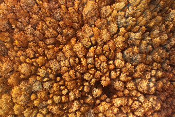 Drone aerial view of amazing forest in the mountains in autumn. Overhead view on golden trees.