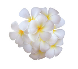 Plumeria or Frangipani or Temple tree flower. Close up white-yellow plumeria flowers bouquet isolated on transparent background.