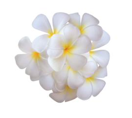Plumeria or Frangipani or Temple tree flower. Close up white-yellow plumeria flowers bouquet isolated on transparent background.