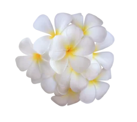 Foto op Canvas Plumeria or Frangipani or Temple tree flower. Close up white-yellow plumeria flowers bouquet isolated on transparent background. © Tonpong