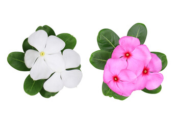 Collection of white-pink Catharanthus roseus or Madagascar periwinkle or Vinca or Old maid or...