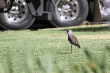 Bandurria o pato patagónico, especie de ave pelecaniforme de la familia Threskiornithidae.