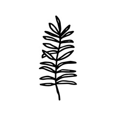 hand drawn plant element