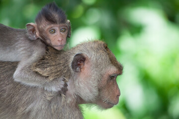 可愛いサル