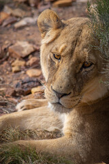 A lioness laying down resting at Aquila Big 5 Game reserve South Africa