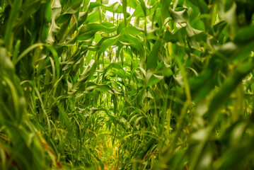 Close-up bottom view of the lush cornfield unveils a realm of life and growth.