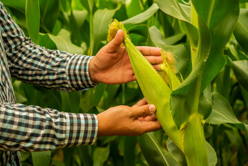 Farmer inspects the lush corn held in their hands, seeking the perfect texture and color that indicates peak ripeness.