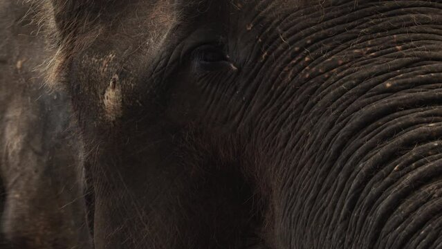 Elephant moves ears to cool off, big head