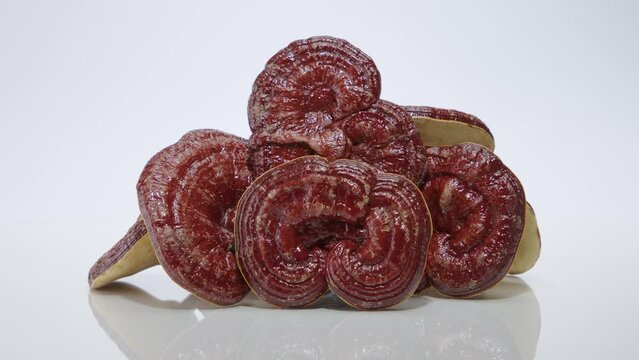 High quality footage of rare Korean red reishi mushrooms on a white background. Scene for professional advertising. Rare herbs good for health