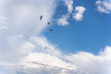 pigeons a group of birds flying in the sky blue sky and white clouds