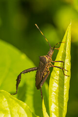 green shield bug