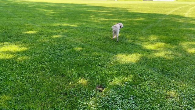 Female English Cream Retriever playing in grass.