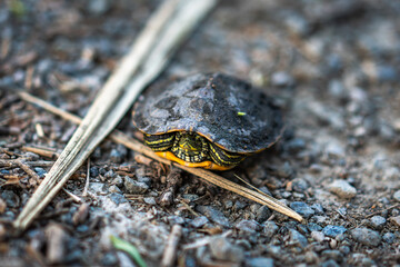 Red Brazilian tortoise outdoor close-up