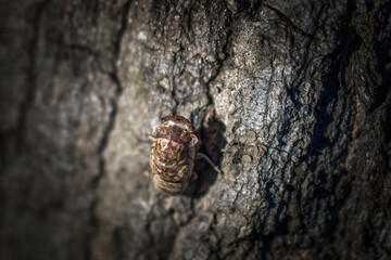 Cicada cicada larva at night