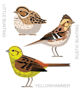 Cute Bird Little Bunting Yellowhammer Set Cartoon Vector
