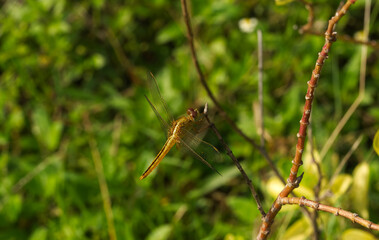 Scarlet Skimmer or Ruddy marsh Skimmer dragonfly found in Bhubaneswar, Odisha, India