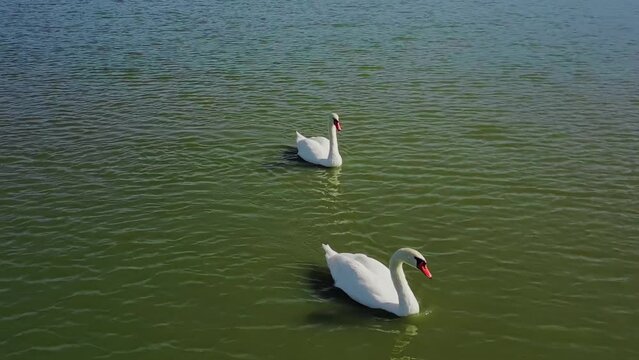 Couple of swans is swimming at the lake