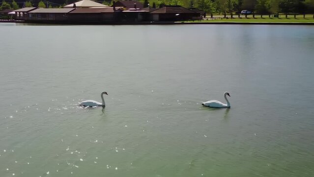 Couple of swans is swimming at the lake
