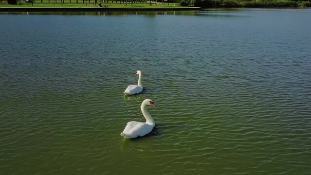 Drone is orbiting around the couple of swans