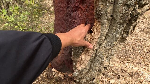 Beautiful view on the plantation of cork oak trees with freshly crumbled bark after harvest.Morocco