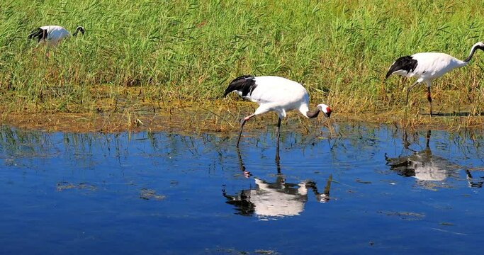 Red-crowned cranes in Zhalong wetland.Heilongjiang Zhalong National Nature Reserve is a rare waterfowl distribution area dominated by cranes and other large waterfowl, is the largest breeding ground.