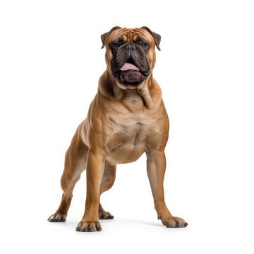 A Bullmastiff (Canis lupus familiaris) as a bodybuilder, flexing its tiny muscles.