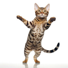Fototapeta premium A Bengal Cat (Felis catus) as an acrobat, performing a handstand.