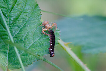Krabbenspinne mit Raupe der Satellit-Wintereule als Beute