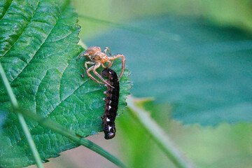 Krabbenspinne mit Raupe der Satellit-Wintereule als Beute