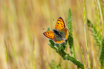 Kleiner Feuerfalter (Lycaena phlaeas)