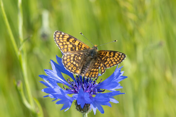 Wegerich-Scheckenfalter (Melitaea cinxia) auf Kornblume