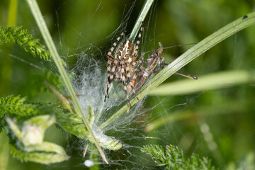 Kreuzspinne mit Beute im Netz