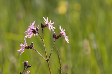 Kuckucks-Lichtnelke (Lychnis fluscuculi)