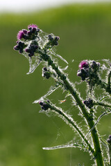 Sumpf-Kratzdistel (Cirsium palustre)