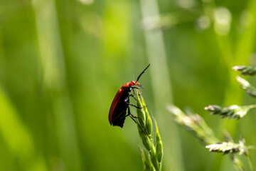 Rotköpfige Feuerkäfer (Pyrochroa serraticornis)