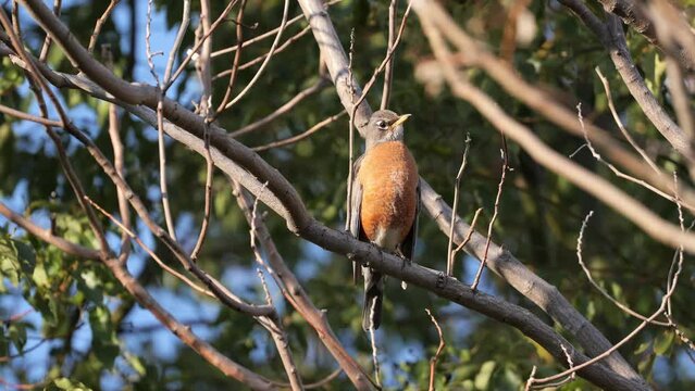 American robin in a tree in spring panning up while bird moves 